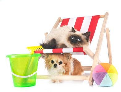 玩具 伯曼 动物 演播室 小猫 宠物 假期 夏天 躺椅 小狗