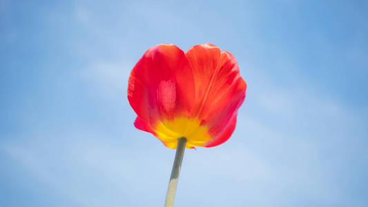 颜色 紫色 天空 开花 月日 花瓣 美女 夏天 太阳 美丽的