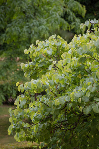 分支 雨滴 降水量 颜色 树叶 灌木 植物 春天 植物学