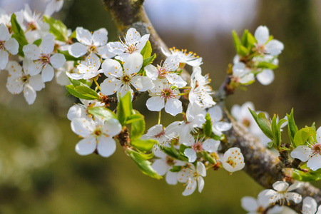 公园 苹果 园艺 春天 开花 植物区系 新的 环境 盛开