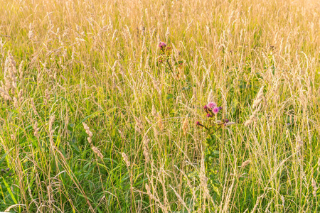 草地 美丽的 特写镜头 季节 环境 野花 风景 紫罗兰 公园
