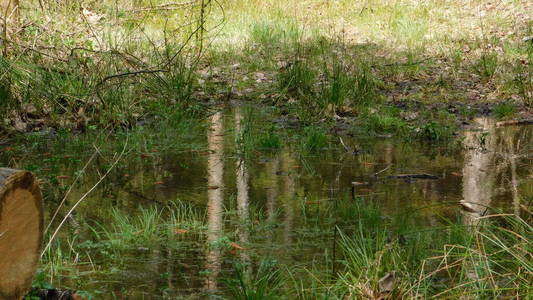 池塘 风景 森林 沼泽 夏天 美丽的 植物 天空 芦苇 反射