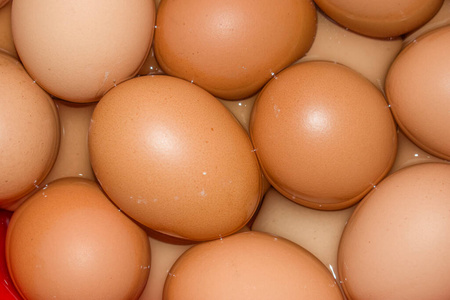 产品 蛋黄 农场 自然 蛋白质 饮食 偶像 特写镜头 季节