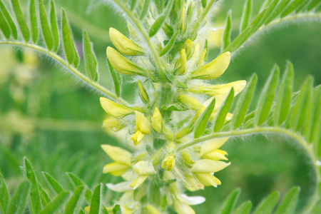 开花 草地 植物区系 野豌豆 紫色 春天 夏天 美丽的 粉红色