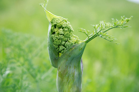 春天 生活 种植园 新的 发芽 播种 农业 土壤 季节 花园