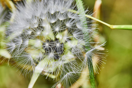 领域 植物学 花的 特写镜头 生长 软的 夏天 种子 飞行