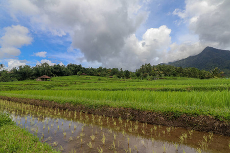 旅行 塔巴南 风景 种植园 美丽的 粮食 天空 稻谷 反射