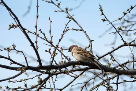 栖息 自然 麻雀 公园 森林 鸣禽 美丽的 食物 野生动物