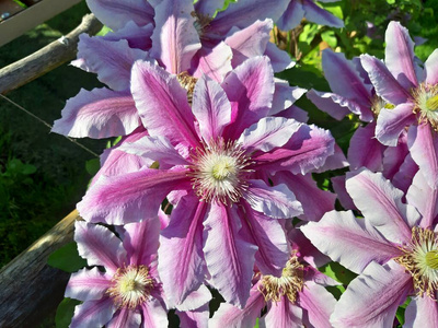 夏天 盛开 花瓣 春天 园艺 颜色 花园 铁线莲 爬山虎