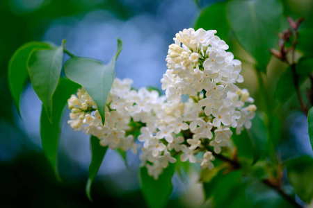 分支 开花 树叶 花园 特写镜头 自然 美丽的 芳香 植物