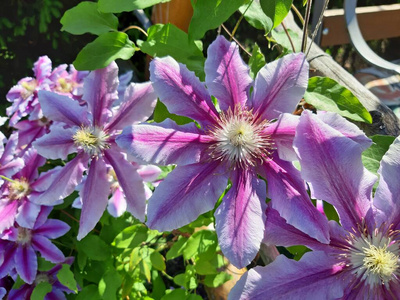 公园 自然 园艺 紫色 攀登 颜色 美女 季节 花园 夏天