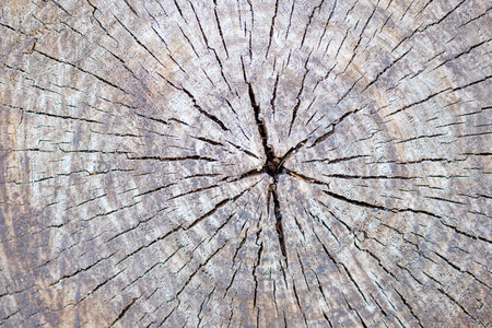历史 树干 自然 日志 树皮 戒指 圆圈 树桩 材料 老化