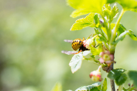 特写镜头 蜂蜜 授粉 甲虫 昆虫 动物 花园 大黄蜂 春天
