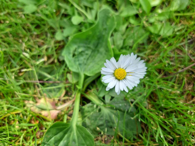 洋甘菊 植物 草地 黛西 花的 夏天 公园 特写镜头 开花