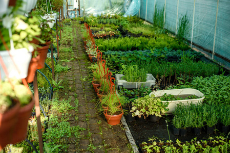 自然 技术 种植园 园艺 收获 温室 领域 蔬菜 行业 作物