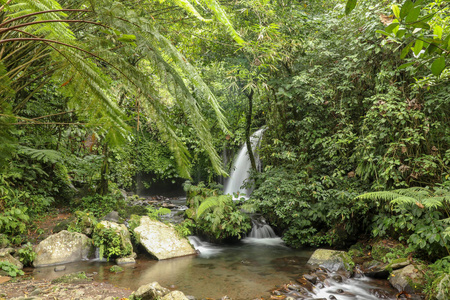 流动的 雨林 美丽的 植物 森林 落下 公园 夏天 精彩的