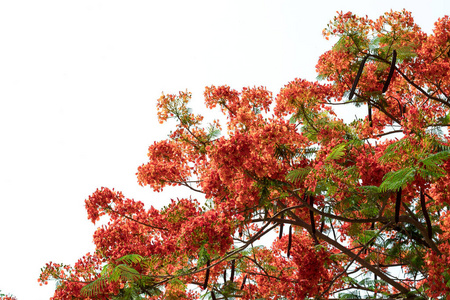 火焰 花园 猩红 植物 开花 植物区系 春天 孔雀 树叶