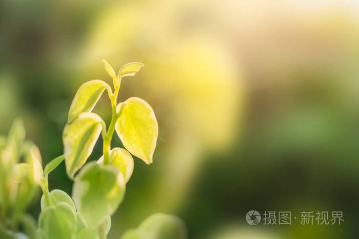 花园 自然 绿色植物 环境 纹理 颜色 模糊 植物学 阳光