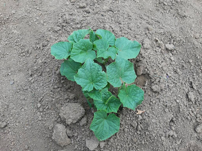 新的 植物 素食主义者 温室 地面 农业 黄瓜 幼苗 生长