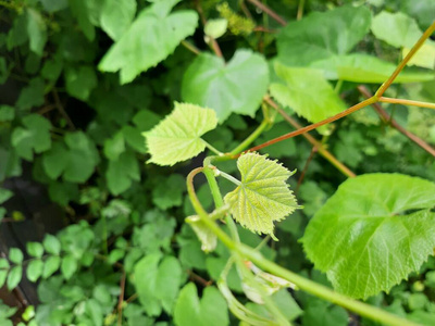 特写镜头 花园 季节 春天 分支 葡萄 葡萄球菌 植物 闪耀