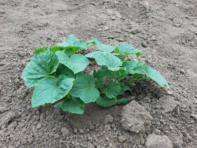 新的 植物 农业 花园 栽培 食物 夏天 成长 生长 农事