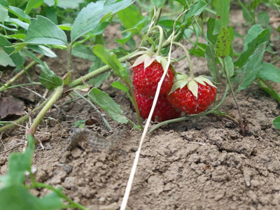 成长 春天 食物 农场 农业 生长 营养 维生素 浆果 领域