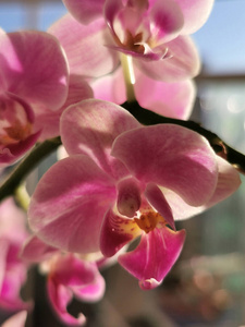 兰花 植物 美女 花瓣 兰科 紫色 植物学 春天 粉红色