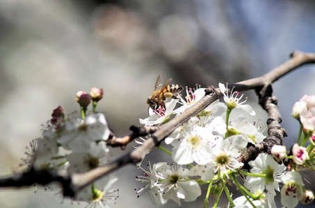 颜色 授粉 花蜜 蜜蜂 蜂蜜 春天 植物区系 自然 昆虫