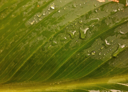 静脉 自然 露水 早晨 雨滴 天气 生长 纯洁 春天 液滴