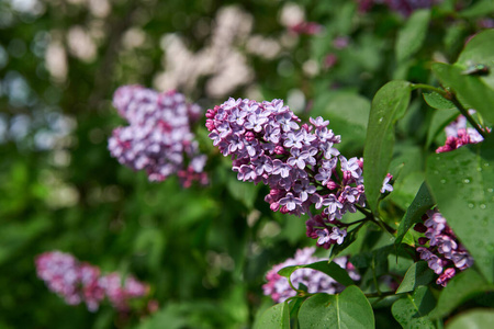 紫罗兰 开花 公园 春天 树叶 花的 植物 露水 花园 分支