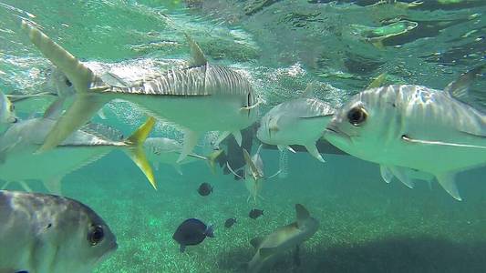 深的 自然 金枪鱼 生物 海洋 卡通 生活 浅滩 水下 珊瑚