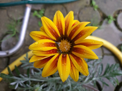 花园 美丽的 花的 春天 植物 花束 盛开 大丽花 特写镜头