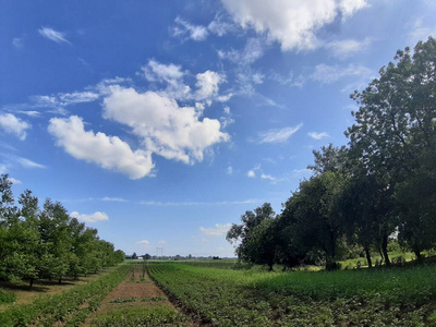 土地 农事 农业 风景 素食主义者 领域 行业 夏天 植物