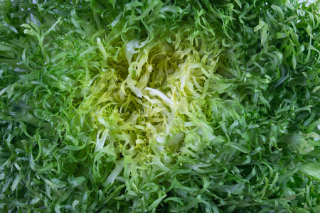 和沙拉蔬菜的手绘沙拉背景上端关于苦苣莴苣,隔离的向白色的生菜菊苣