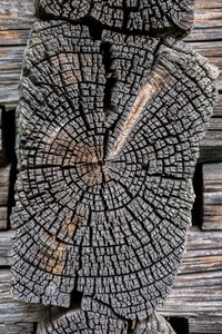 生长 圆圈 生态学 自然 特写镜头 环境 木材 雕刻 戒指