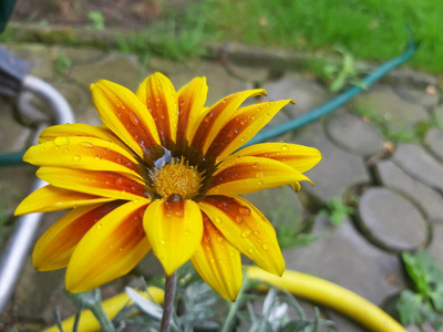 盛开 紫色 美丽的 粉红色 花园 植物 雨滴 夏天 花的