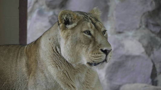 野生动物 肖像 坦桑尼亚 狮子 哺乳动物 非洲 捕食者 动物