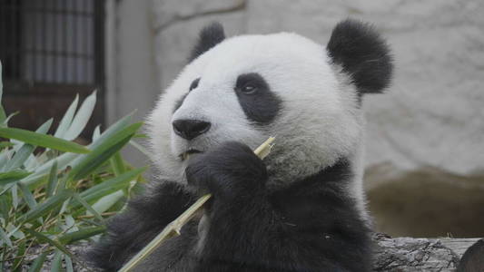 脊椎动物 自然 可爱极了 保护 微笑 射击 食物 动物园