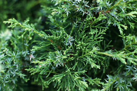 植物区系 圣诞节 特写镜头 草本植物 季节 松木 木材 分支