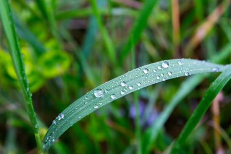 液滴 墙纸 生态学 植物 特写镜头 露水 生活 气泡 液体