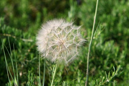 太阳 公园 花园 植物 林间空地 季节 蒲公英 步行 植物区系