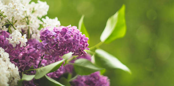 美丽绽放的春天紫罗兰花，特写。水彩自然花卉背景。
