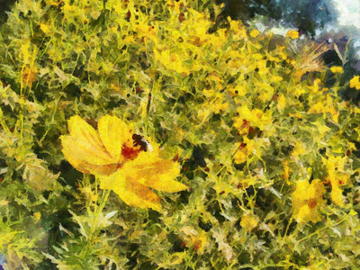 美丽的 季节 开花 夏天 颜色 植物区系 花园 自然 特写镜头