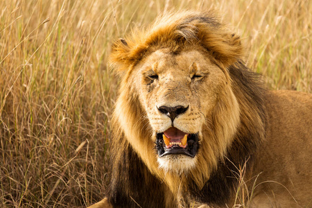 狮子 野生动物 公园 头发 哺乳动物 国家的 肯尼亚 荒野