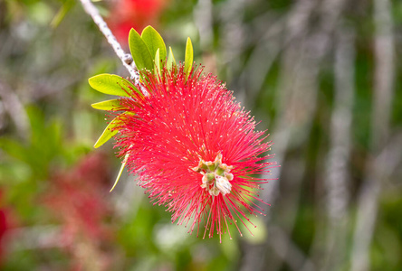 盛开 特写镜头 野花 植物区系 植物 红千层属 春天 灌木