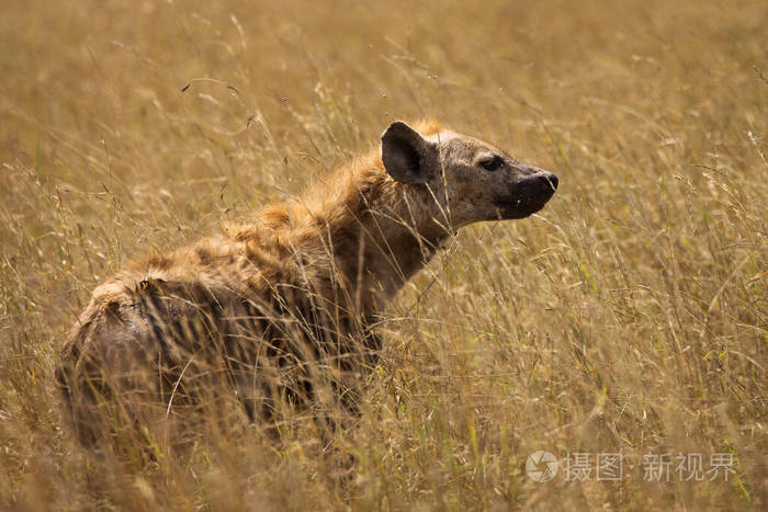 食腐动物 野生动物 国家的 稀树草原 肖像 储备 犬科动物