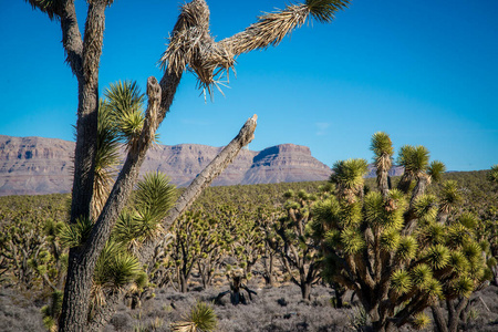 夏天 公园 自然 植物 荒野 沙漠 旅行 西南 小山 国家的