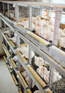 家禽养殖场的笼子里的肉鸡图片