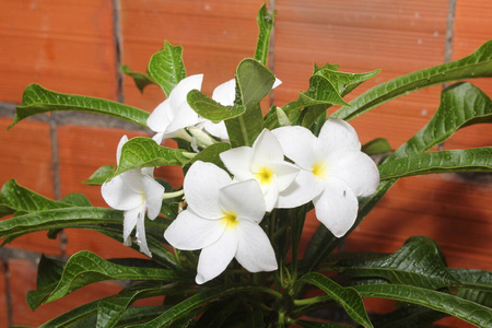 水仙花 美女 植物 百合花 开花 树叶 花瓣 花的 粉红色