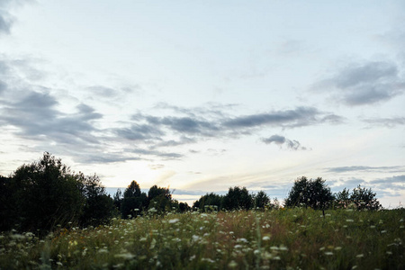  Green field with flowers on a background of trees